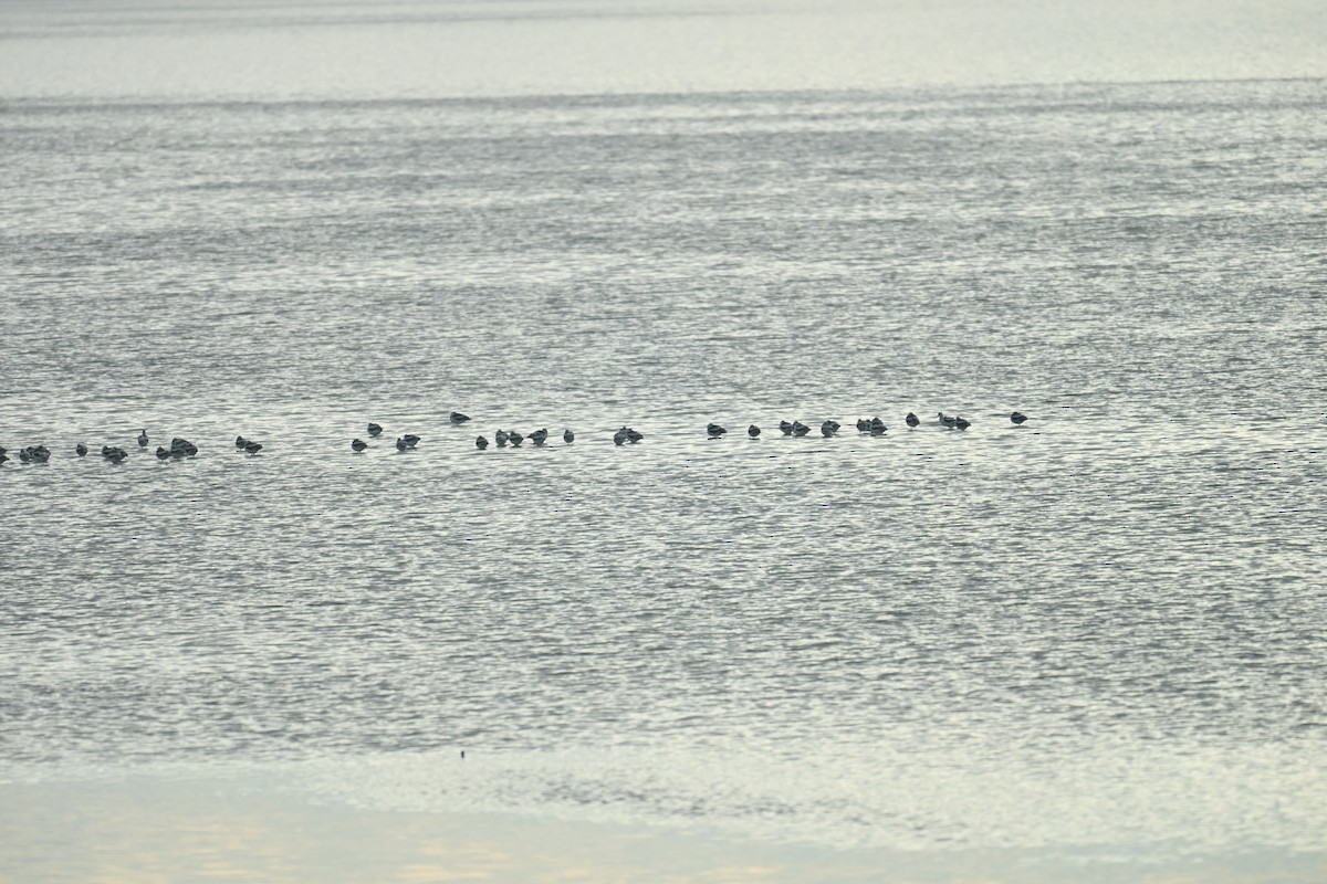 アメリカソリハシセイタカシギ - ML645835881