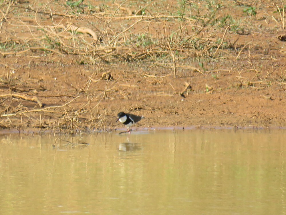 ワキアカチドリ - ML645835889