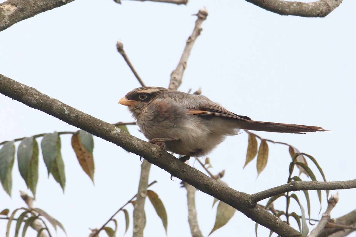 キバシオナガモズ - ML645835892