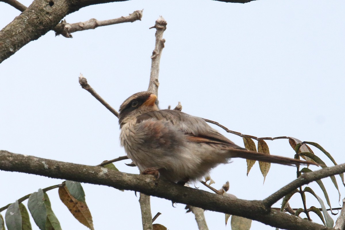 キバシオナガモズ - ML645835893