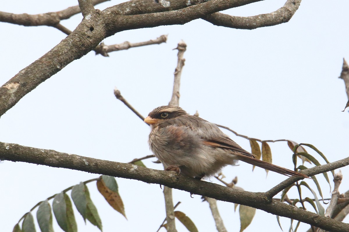 キバシオナガモズ - ML645835894