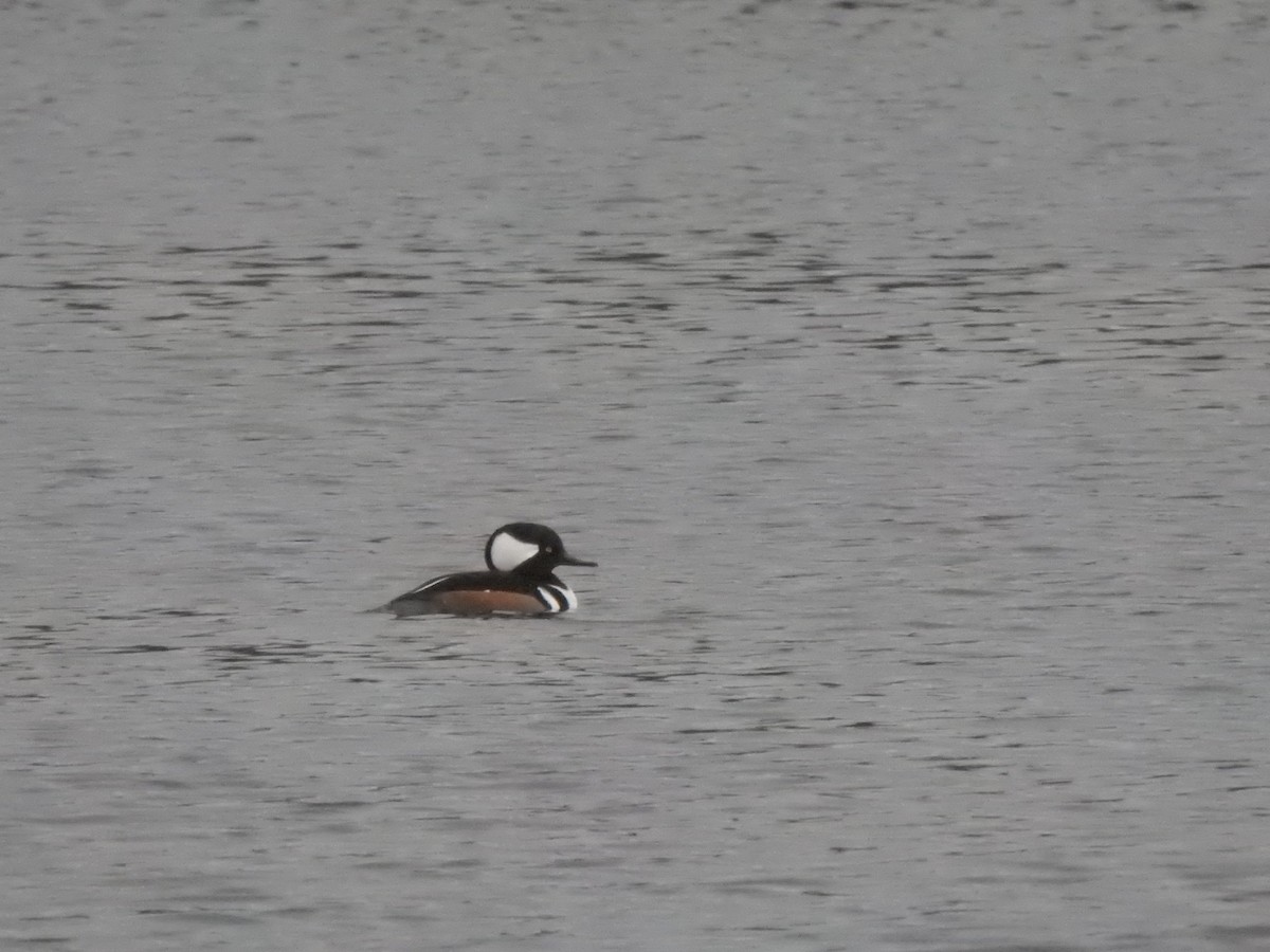 オウギアイサ - ML645835896