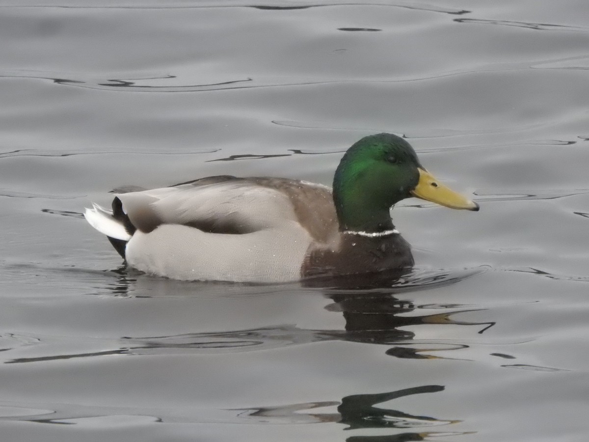 マガモ - ML645835897