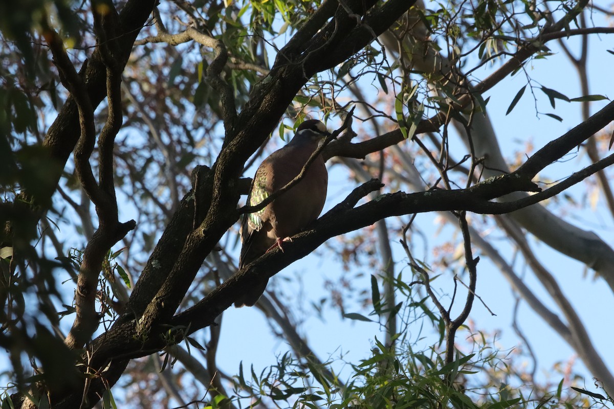 ニジハバト - ML645835898