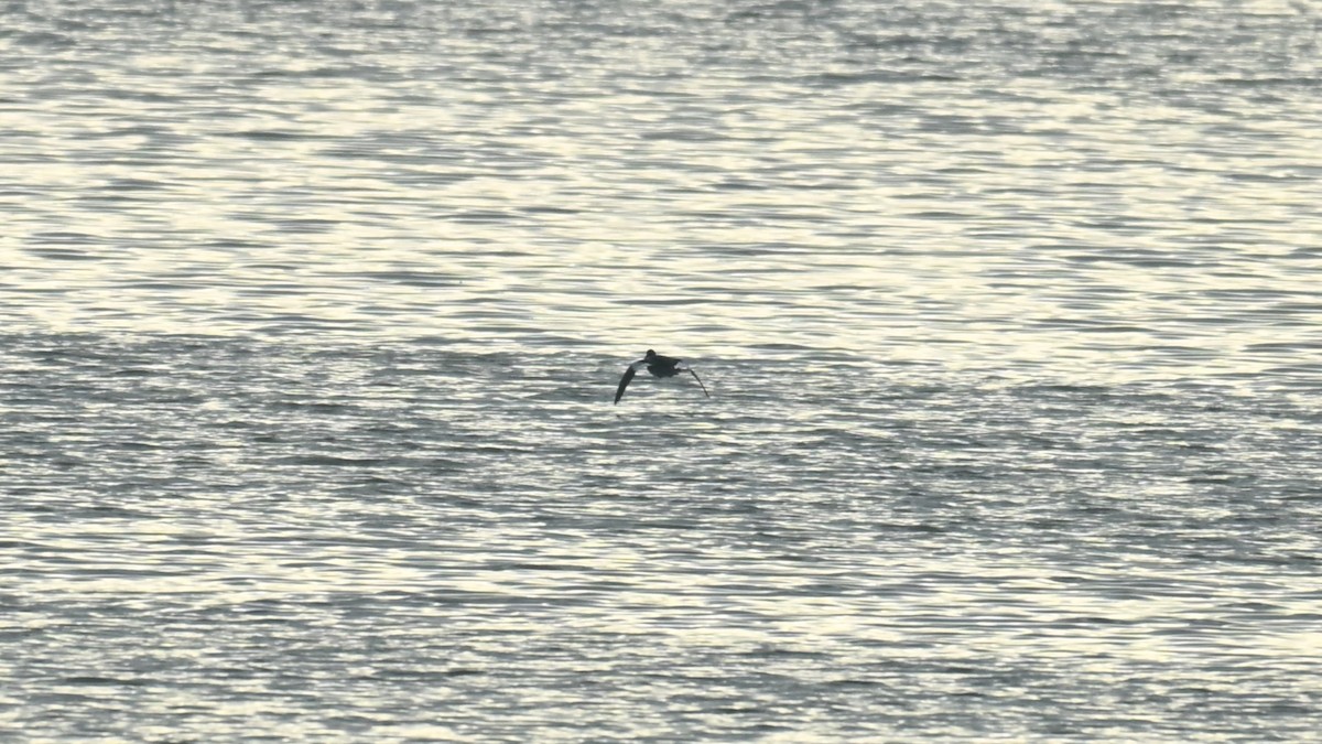 カモ亜科 - ML645835900