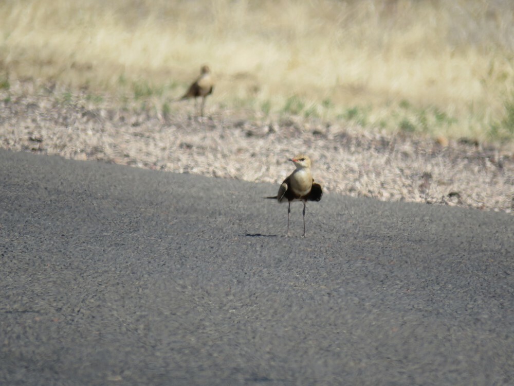 アシナガツバメチドリ - ML645835901