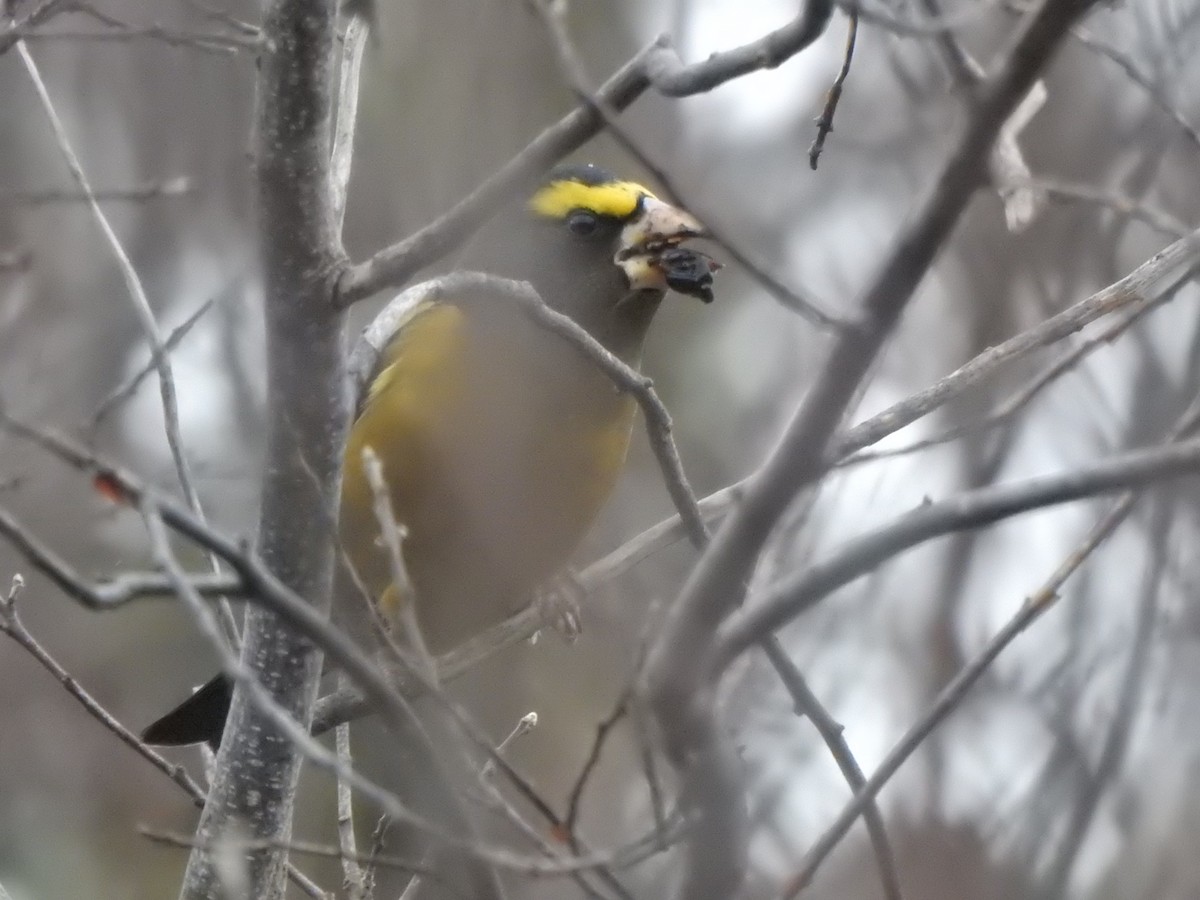 キビタイシメ - ML645835902