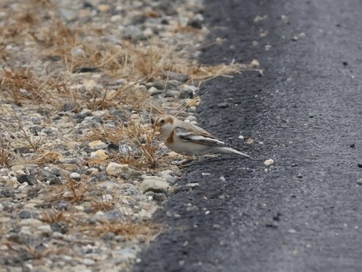 ユキホオジロ - ML645835903