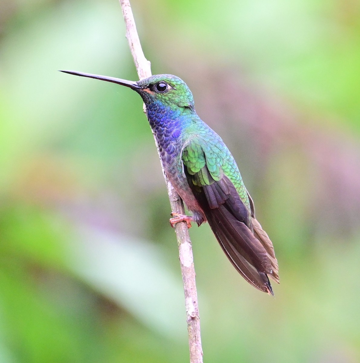 オジロルリムネハチドリ - ML645835904