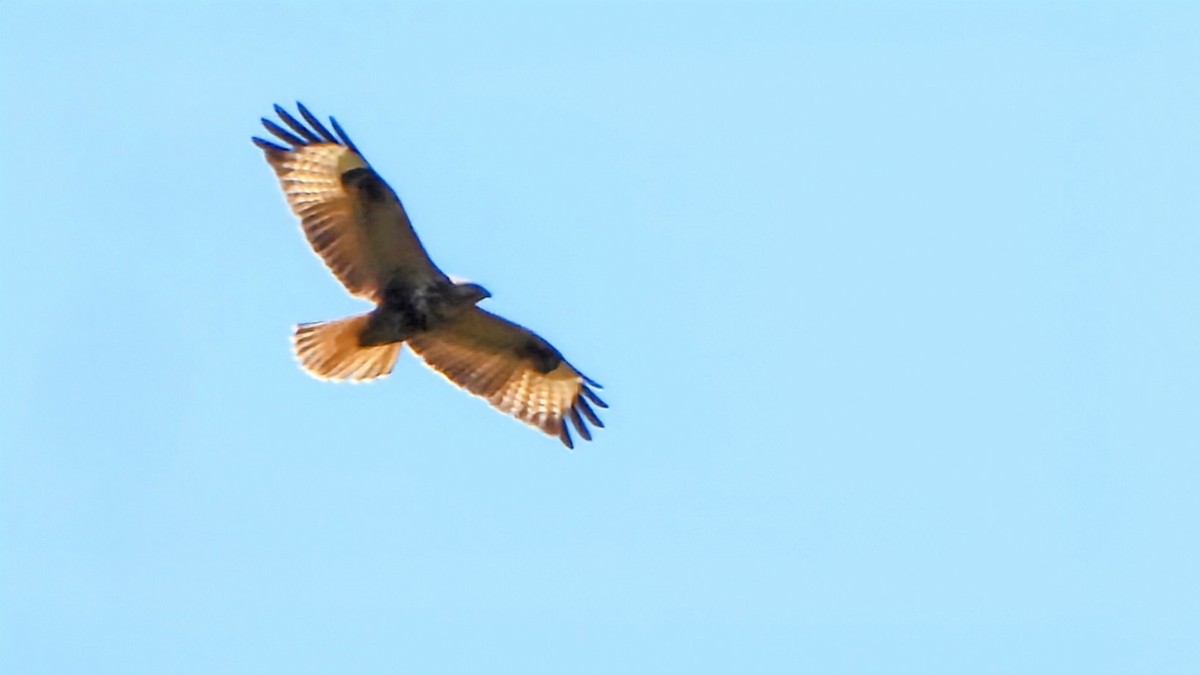 ヒマラヤノスリ - ML645835906