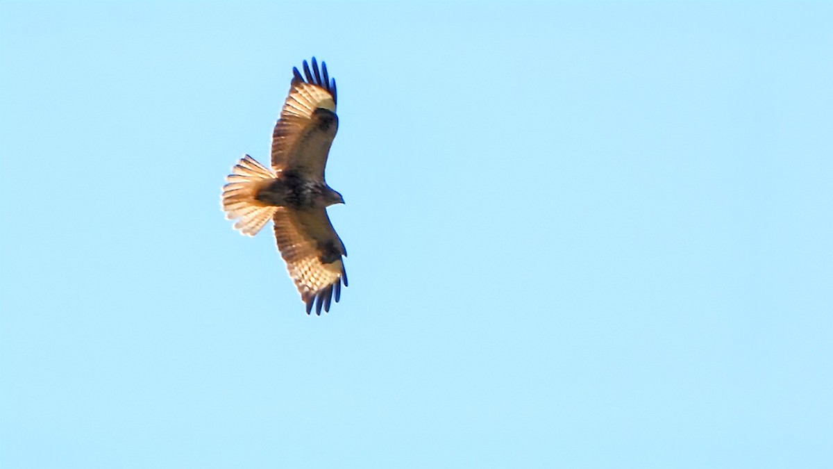 ヒマラヤノスリ - ML645835907