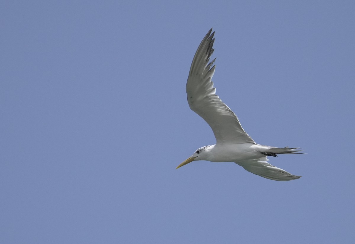 オオアジサシ - ML645835908