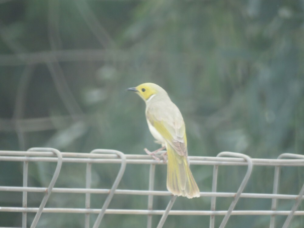 ミミジロコバシミツスイ - ML645835909