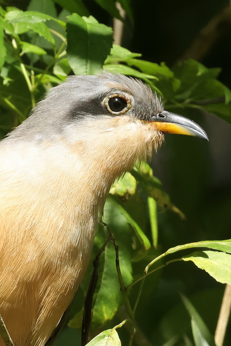 マングローブカッコウ - ML645835913