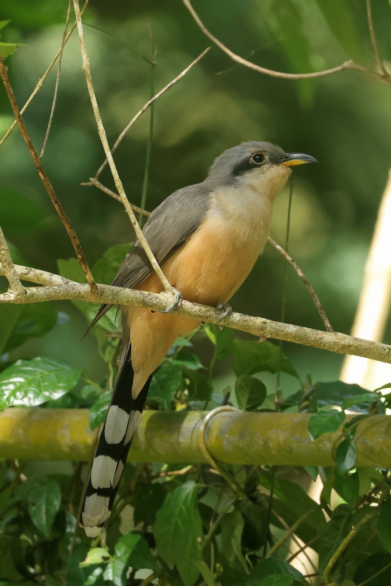 マングローブカッコウ - ML645835914