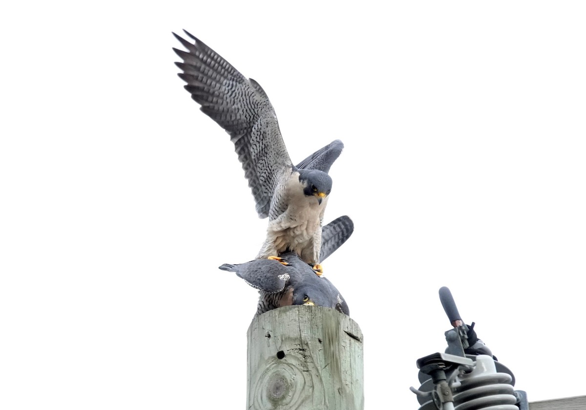 ハヤブサ - ML645835915