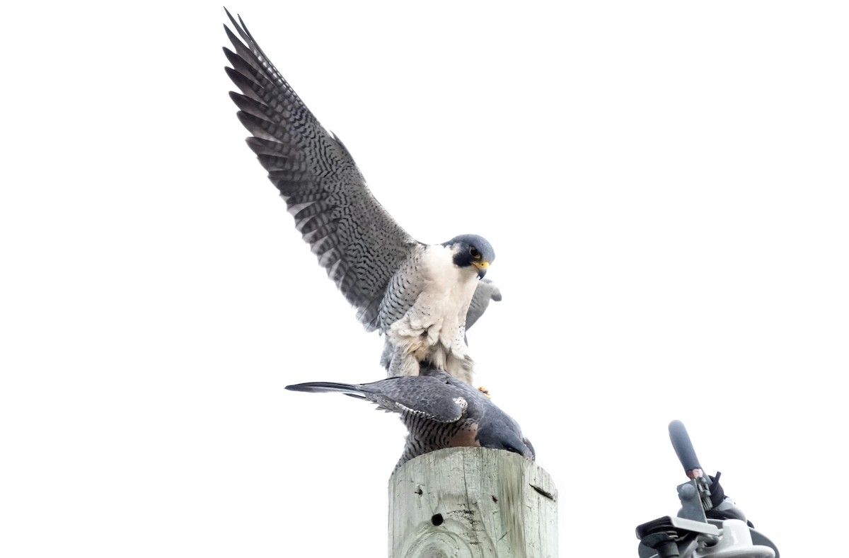 ハヤブサ - ML645835916