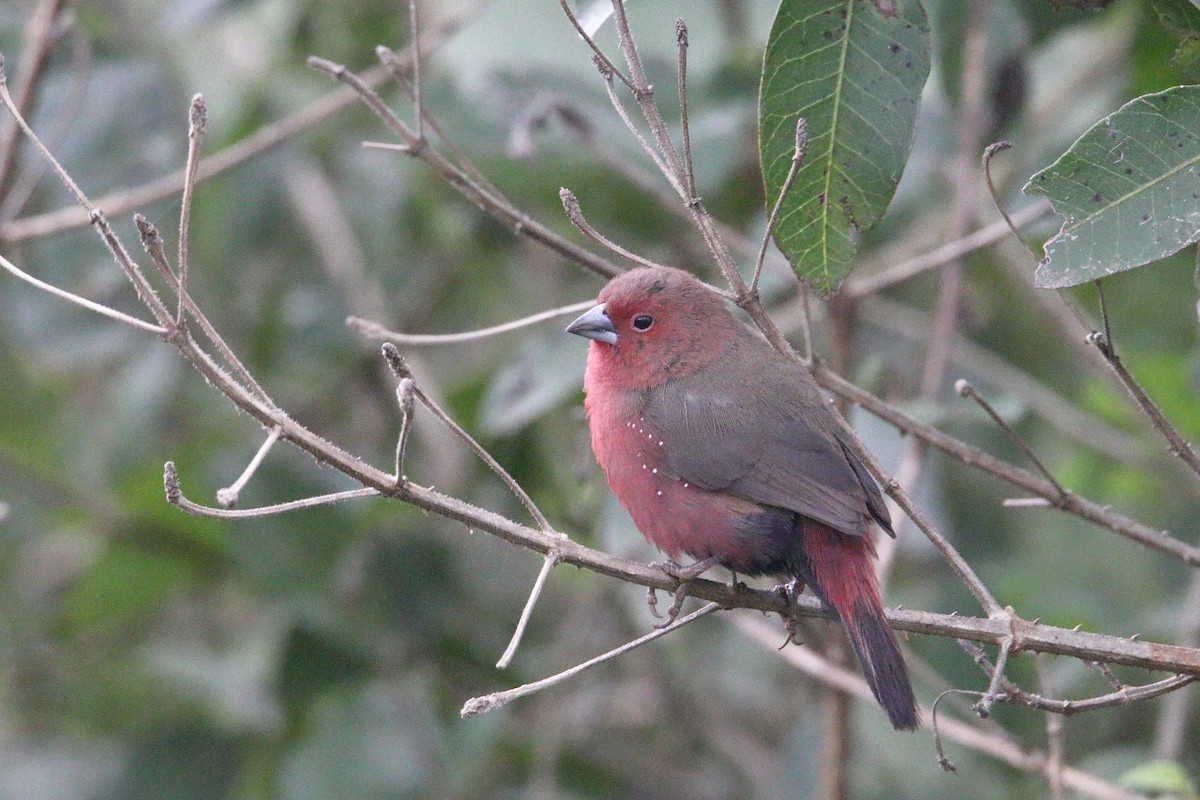 African Firefinch - ML645835917