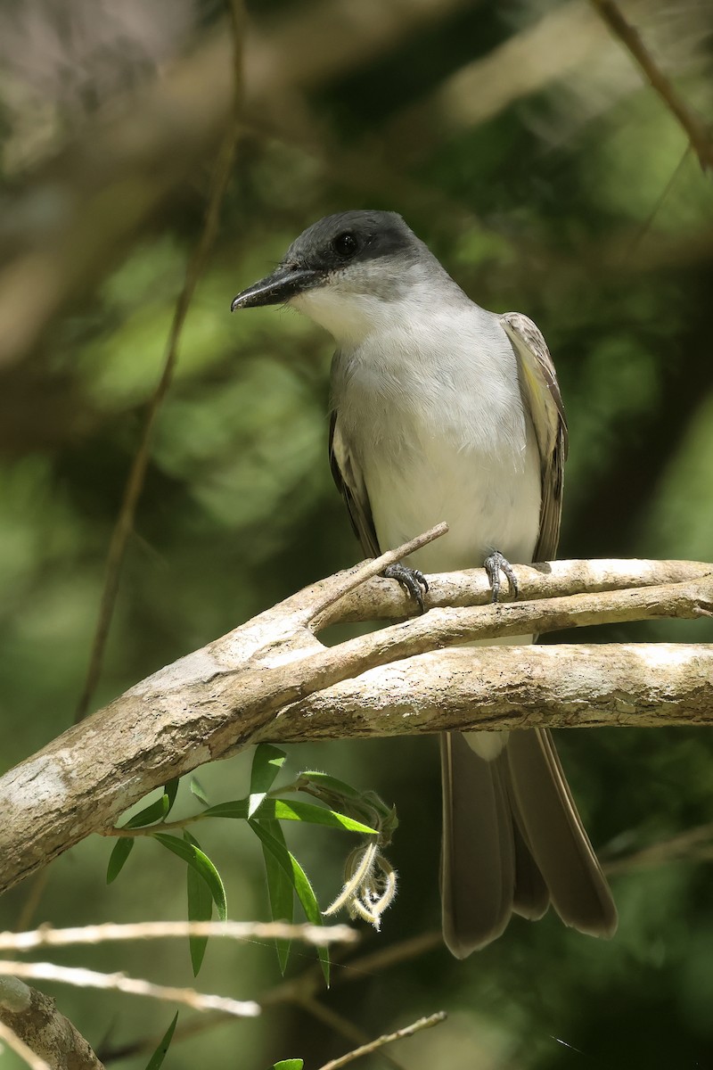 Gray Kingbird - ML645835921