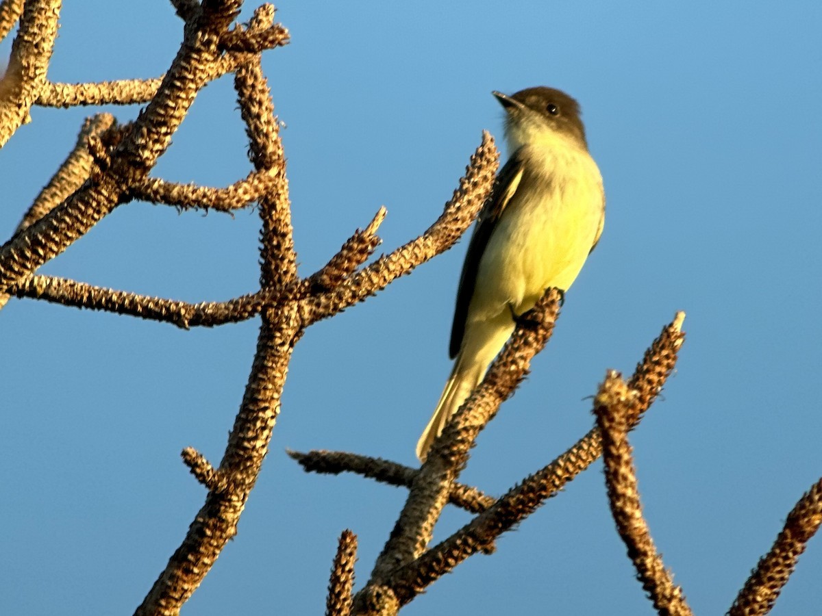 ツキヒメハエトリ - ML645835922