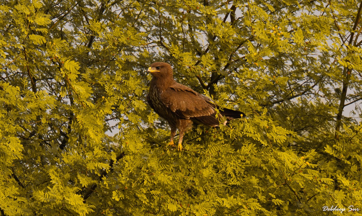 Steppe Eagle - ML645835923