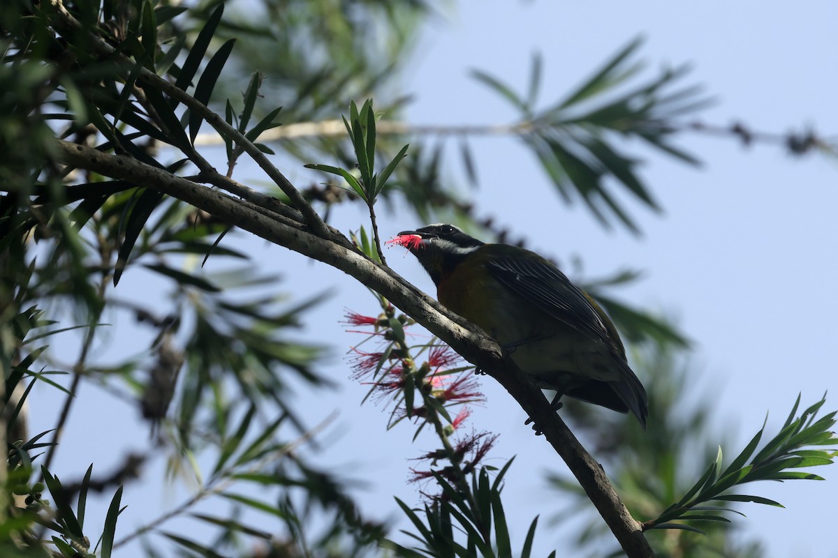 Puerto Rican Spindalis - ML645835924