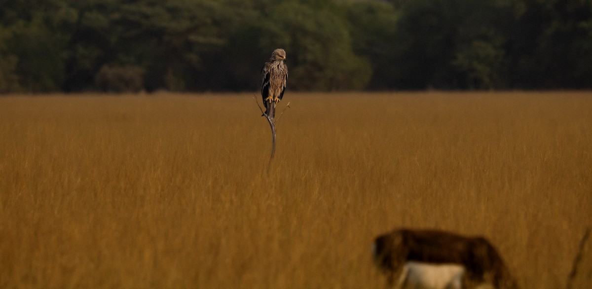 Imperial Eagle - ML645835925