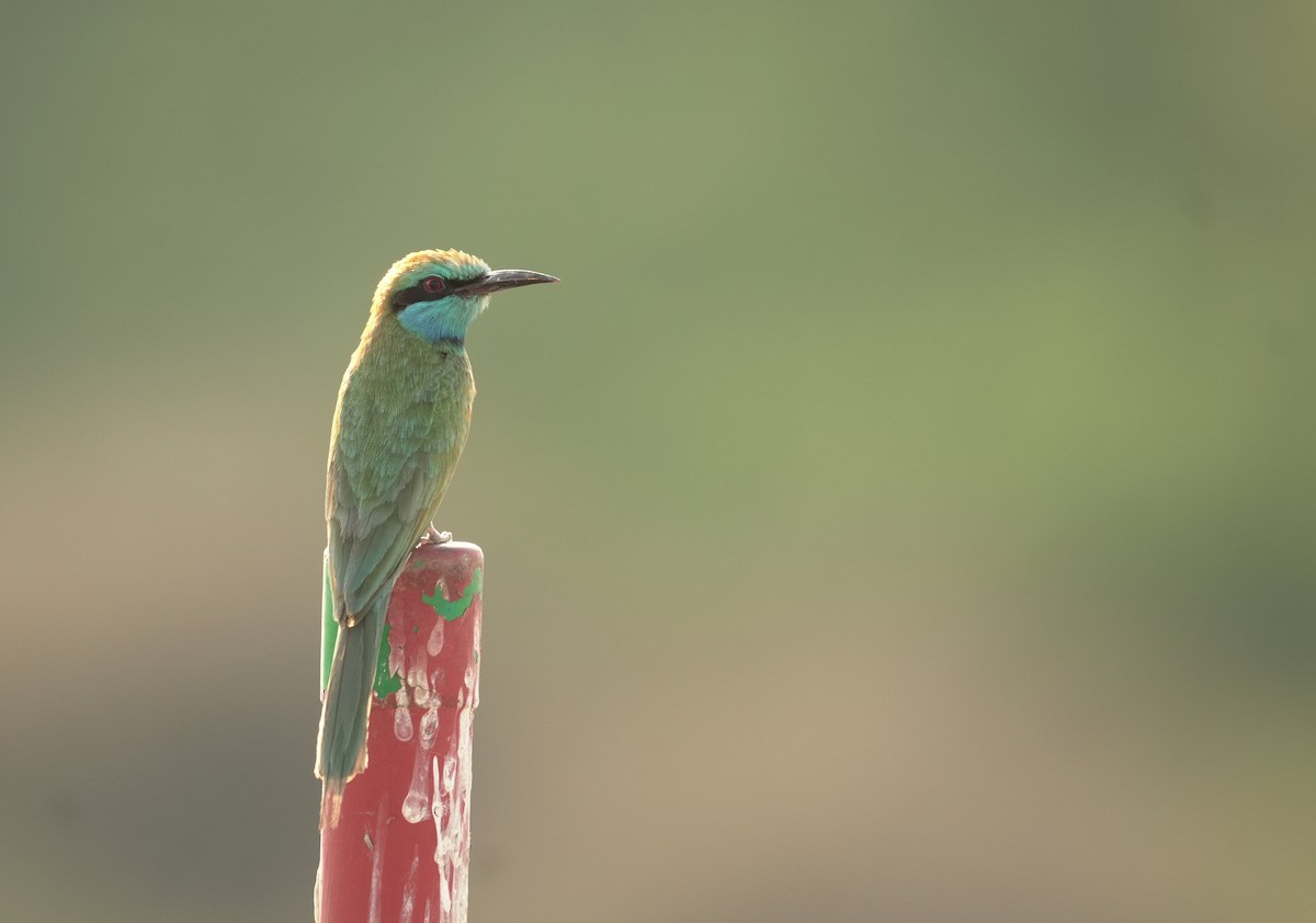 Arabian Green Bee-eater - ML645835926