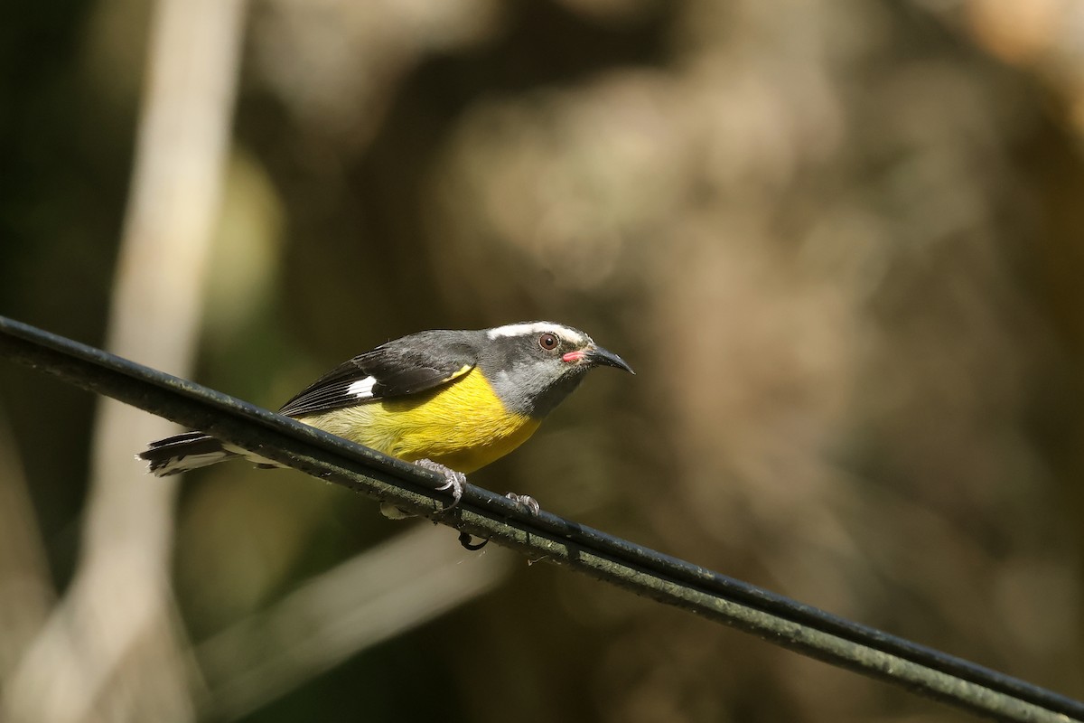 Sucrier à ventre jaune (groupe portoricensis) - ML645835933