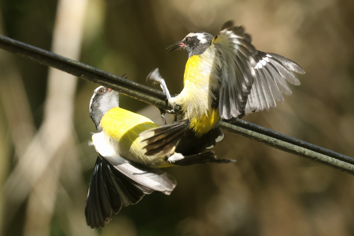 Sucrier à ventre jaune (groupe portoricensis) - ML645835934