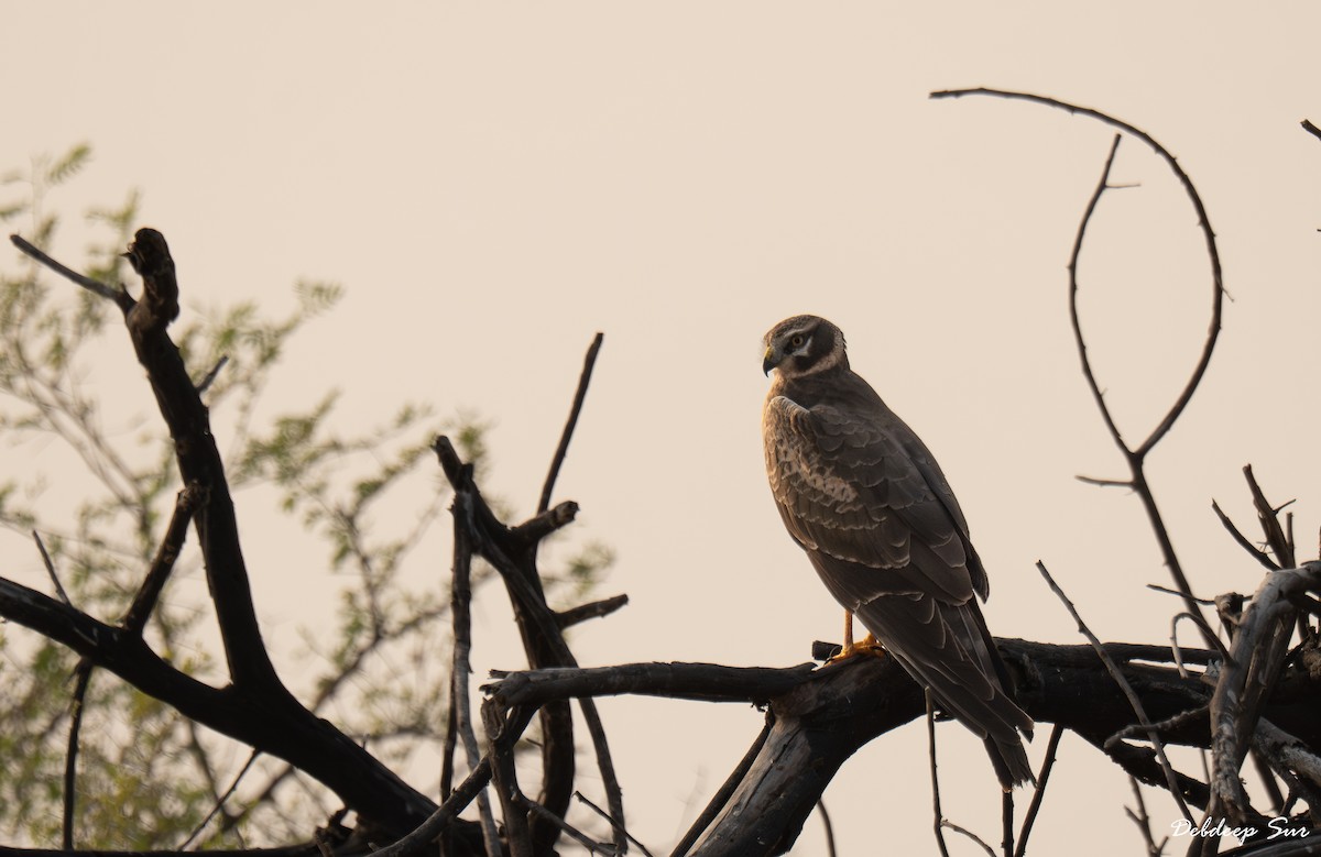 Pallid Harrier - ML645835935