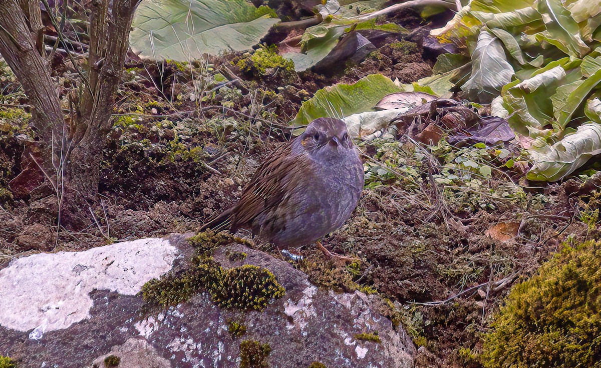 Accenteur mouchet - ML645835936