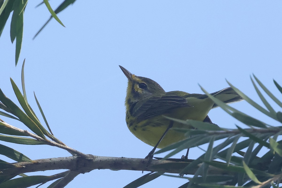 Prairie Warbler - ML645835938
