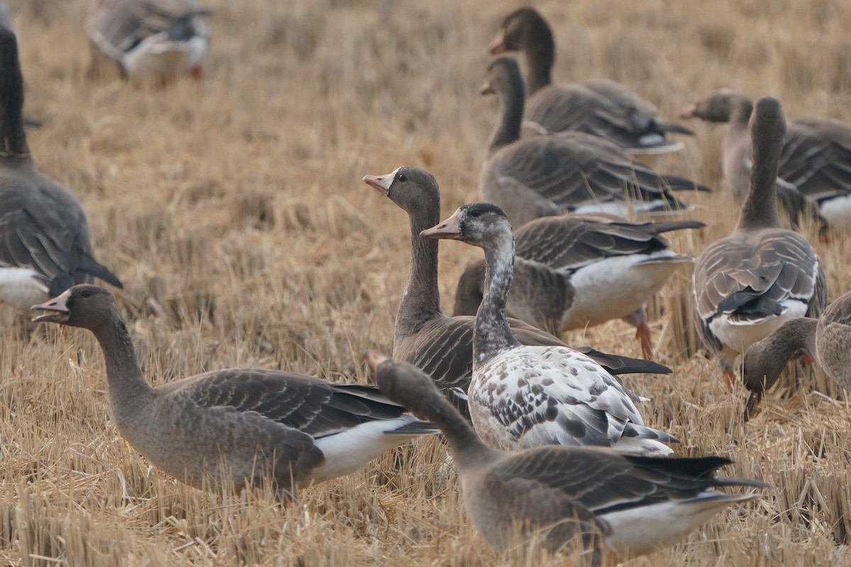 goose sp. - ML645835940