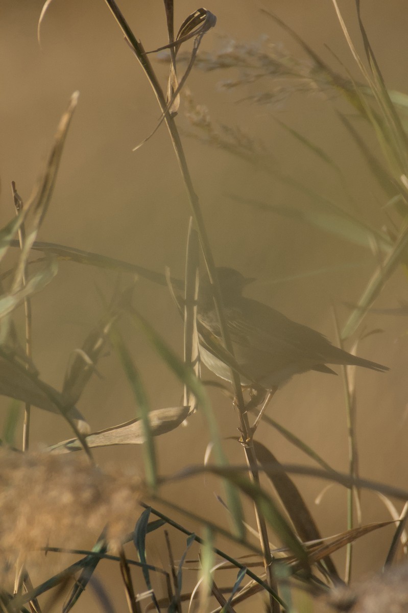 Bluethroat - ML645835943