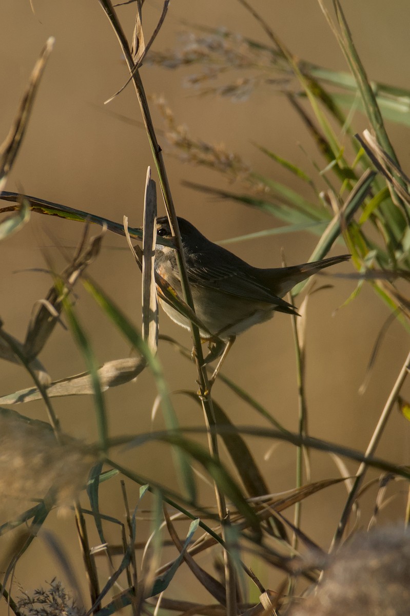Bluethroat - ML645835946
