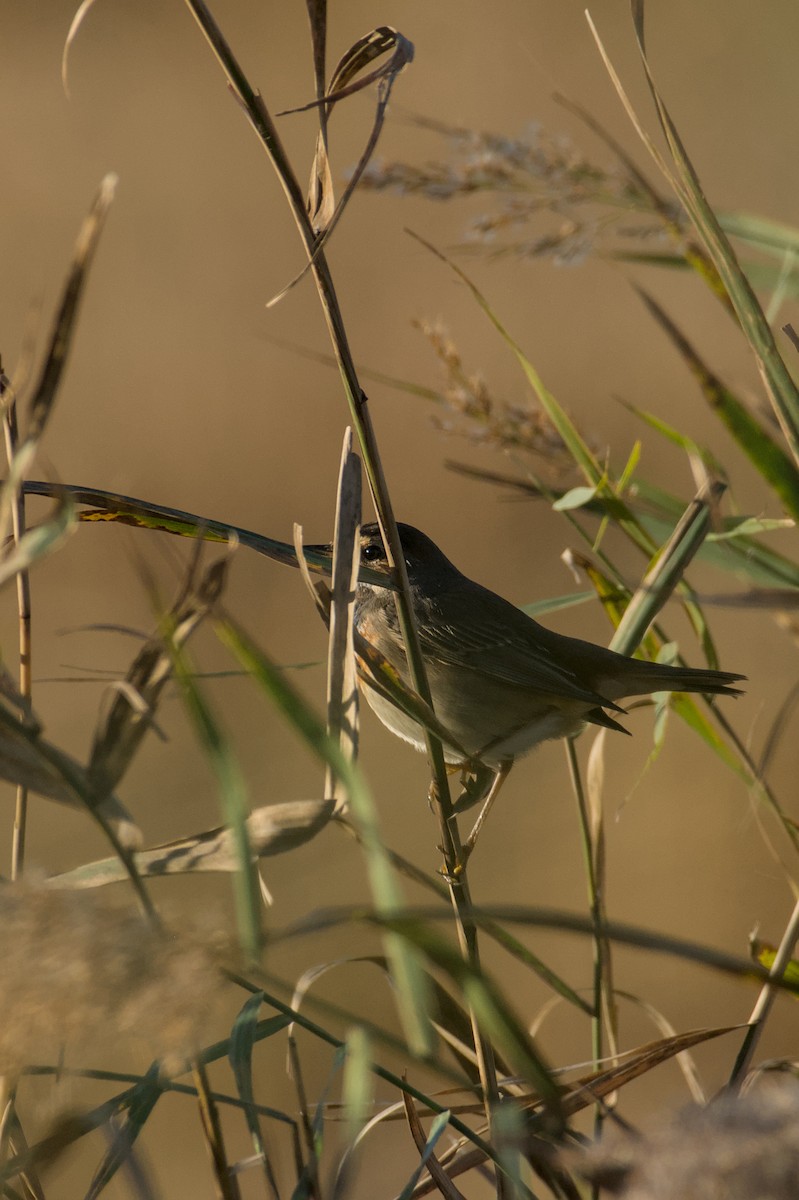 Bluethroat - ML645835947