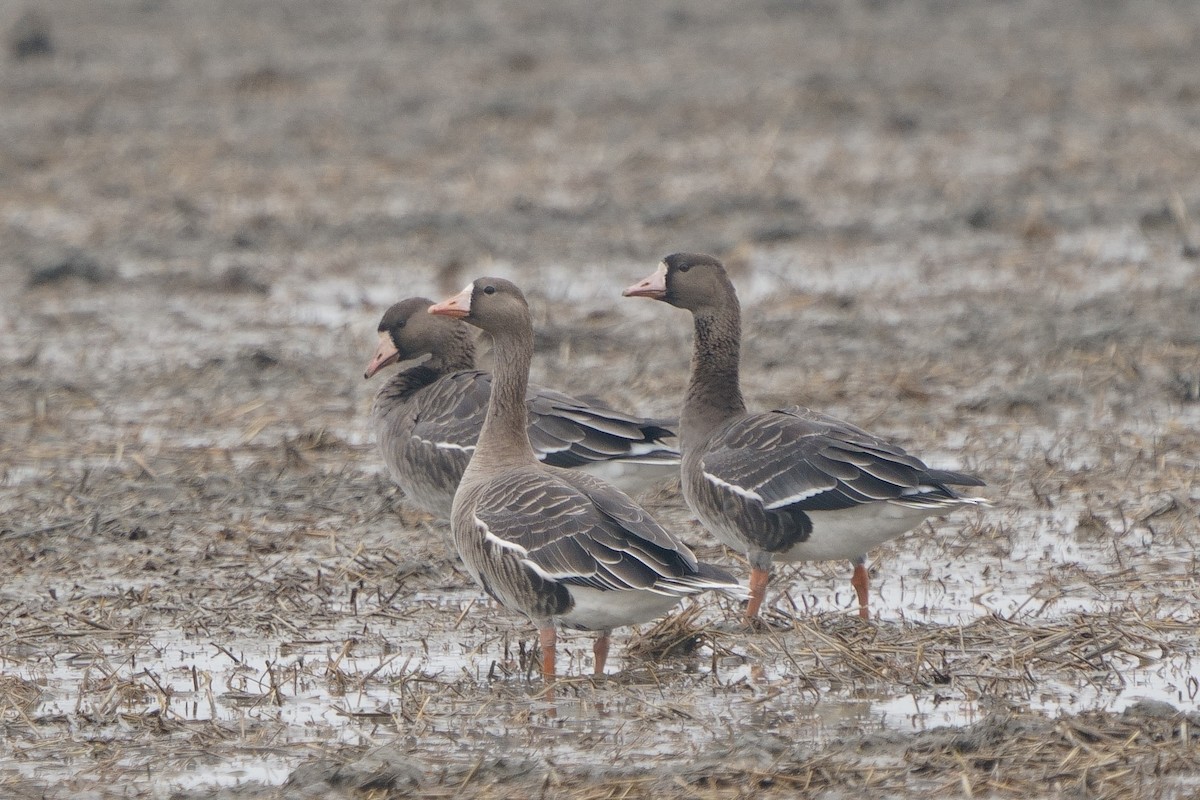 Greater White-fronted Goose - ML645835948