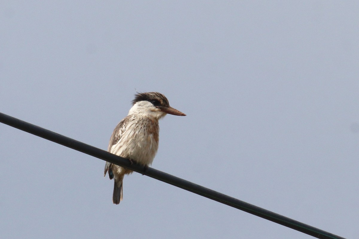 Striped Kingfisher - ML645835950