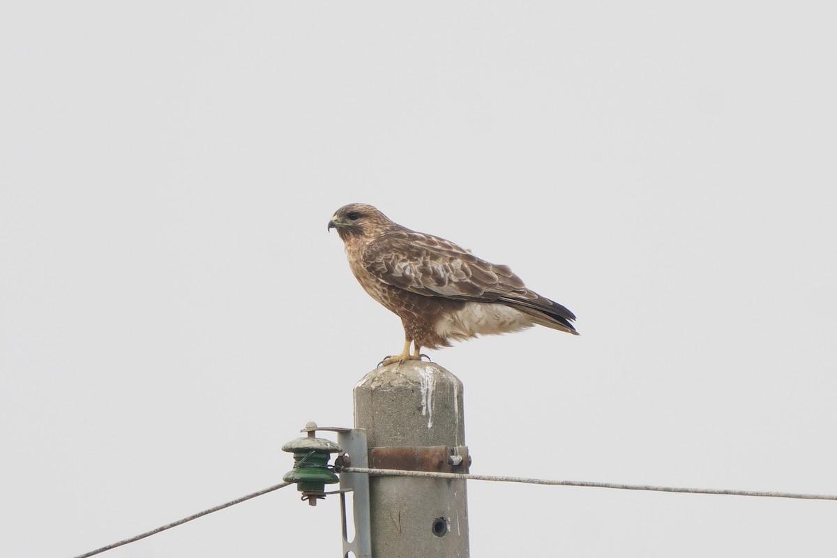 Eastern Buzzard - ML645835952