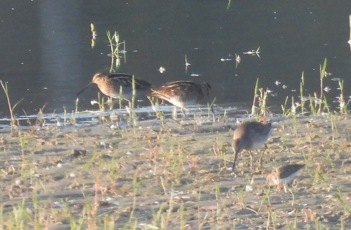 Wilson's Snipe - ML645835954