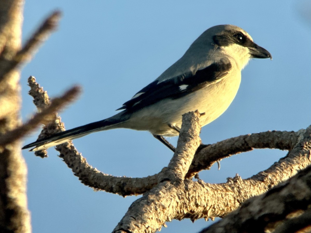 Loggerhead Shrike - ML645835957
