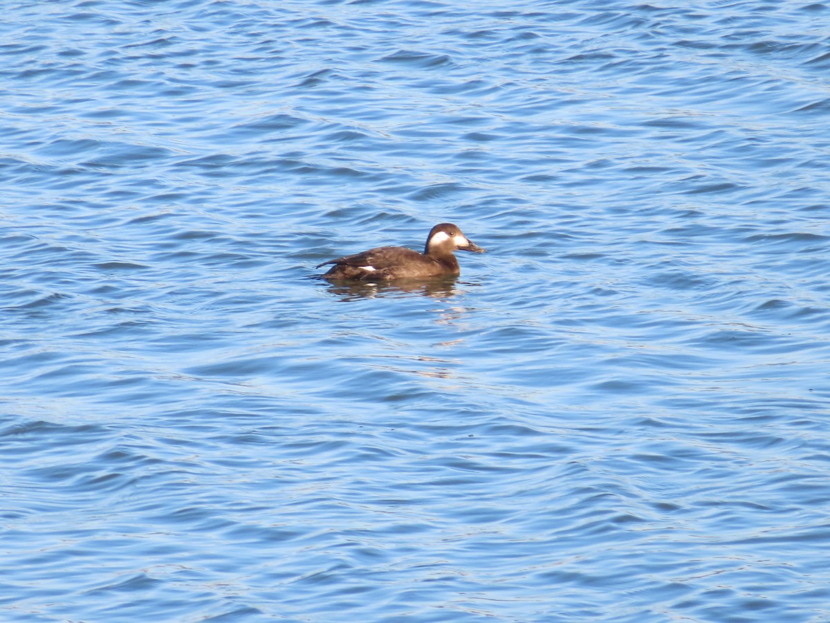 Stejneger's Scoter - ML645835958