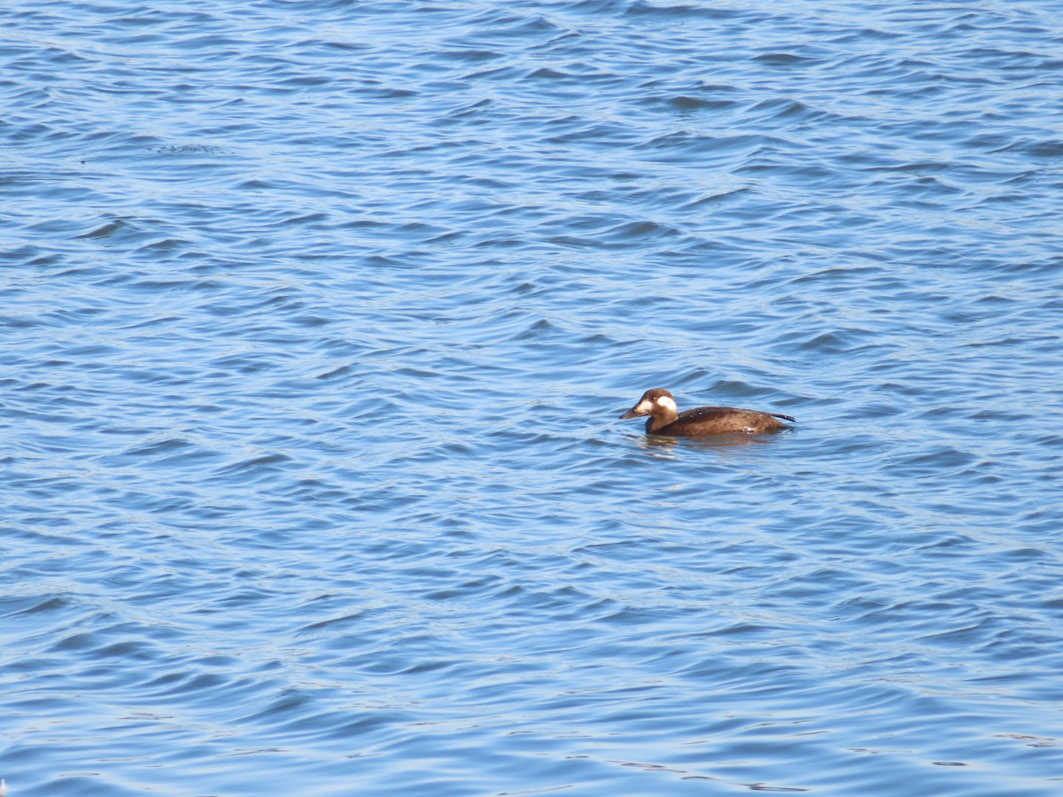 Stejneger's Scoter - ML645835959