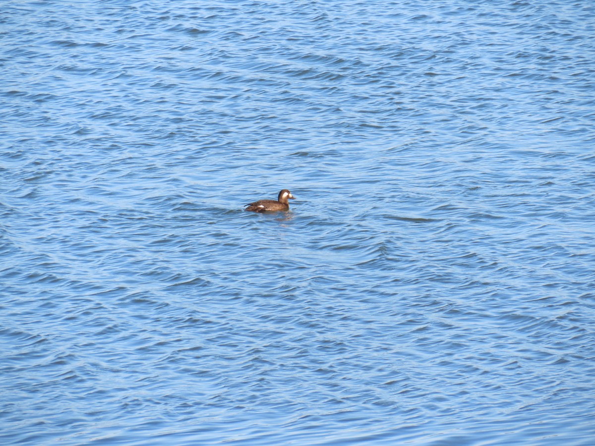 Stejneger's Scoter - ML645835960