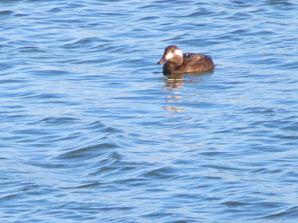 Stejneger's Scoter - ML645835961