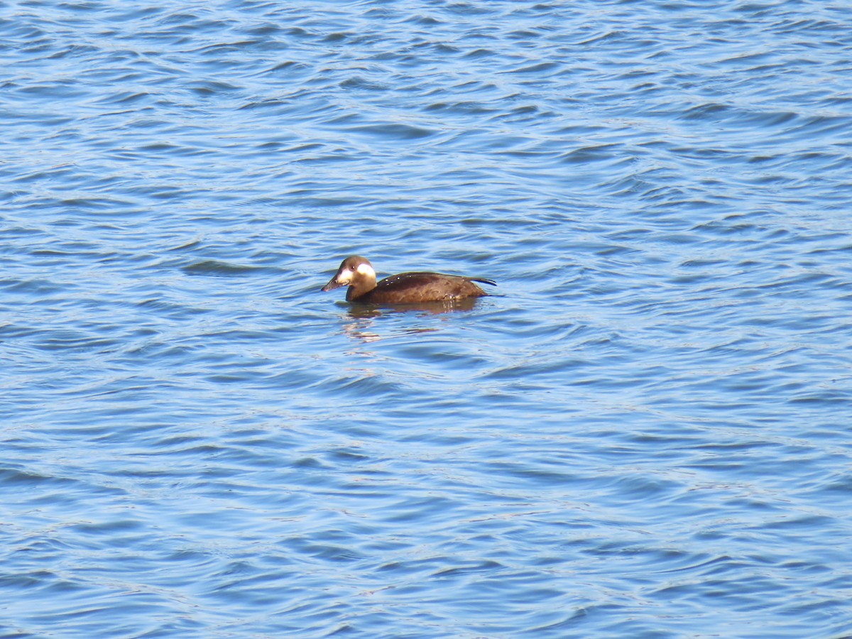 Stejneger's Scoter - ML645835963