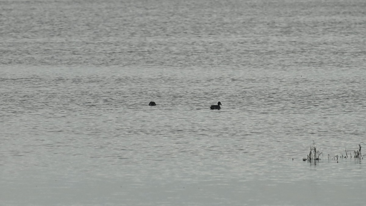 Northern Pintail - ML645835964