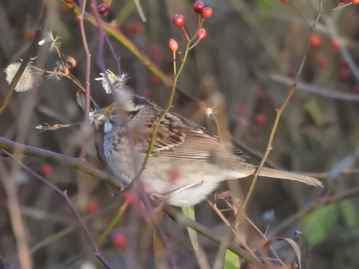 White-throated Sparrow - ML645835965