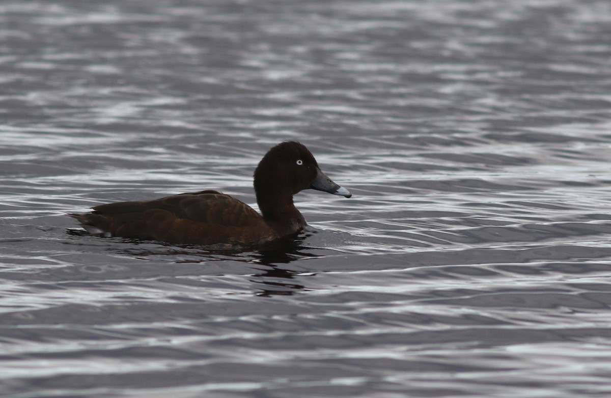 Hardhead - ML645835966